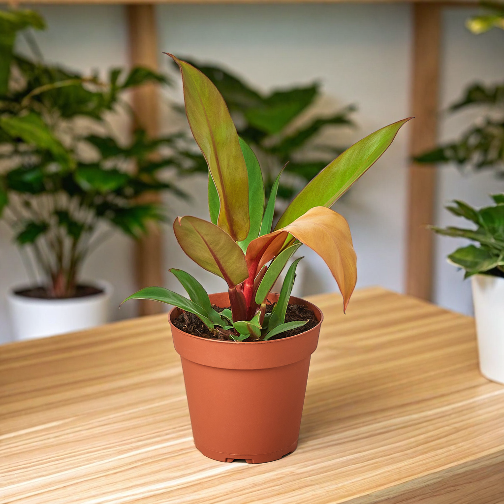 Philodendron 'Prince of Orange'