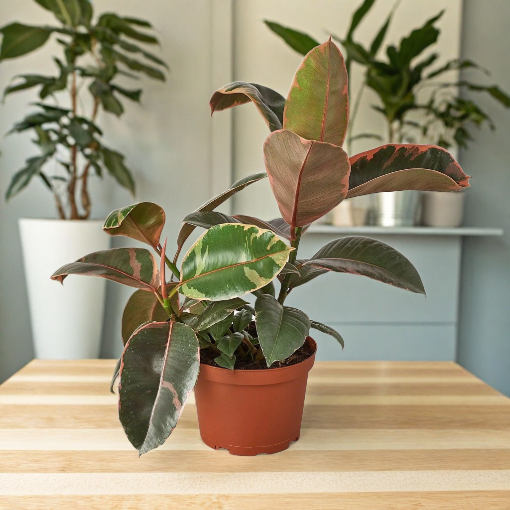 Ficus Elastica 'Ruby Pink'