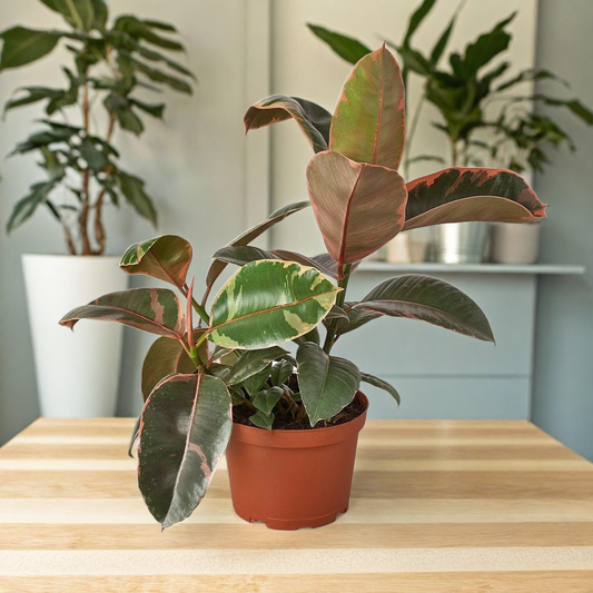 Ficus Elastica 'Ruby Pink'