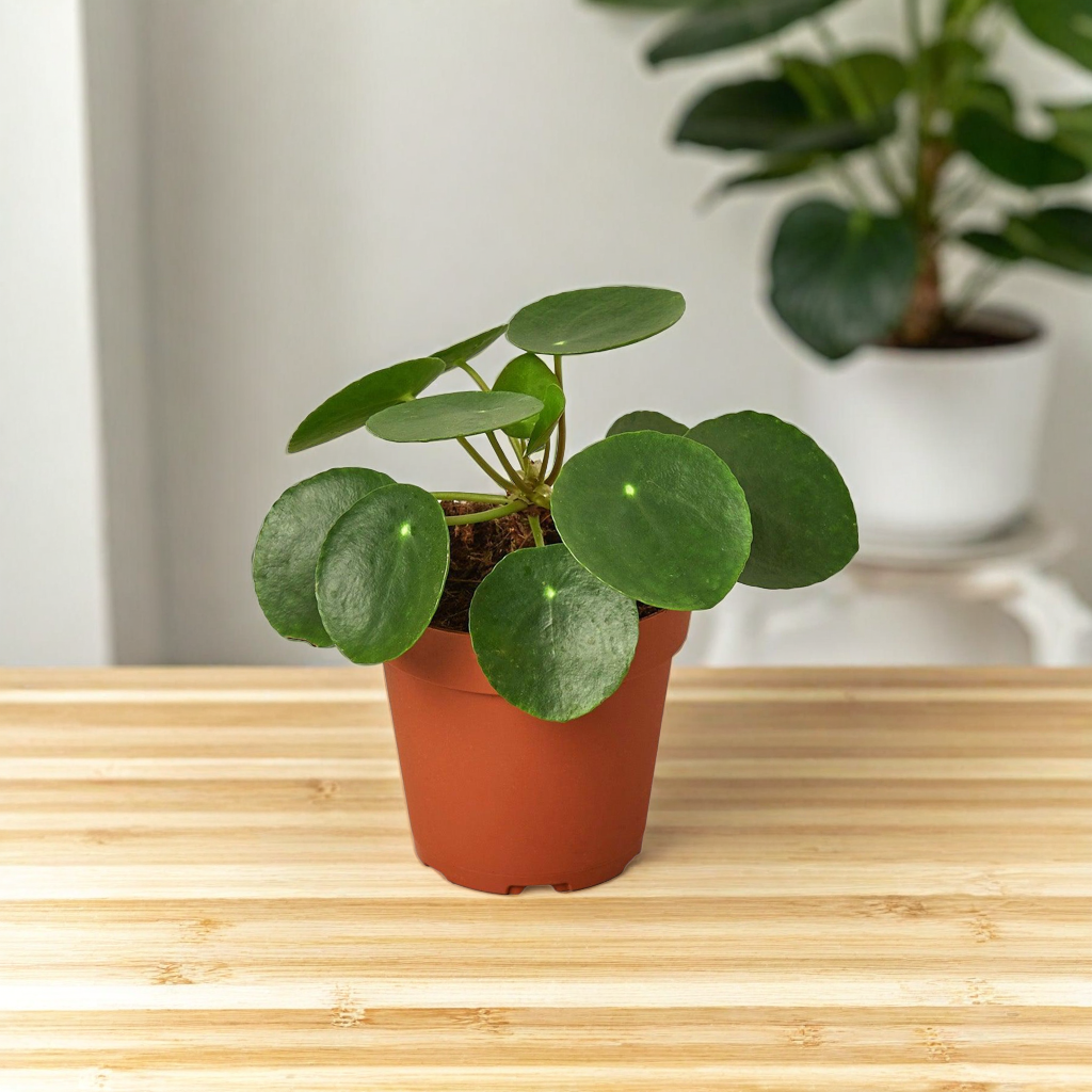 Pilea Peperomioides 'Chinese Money'