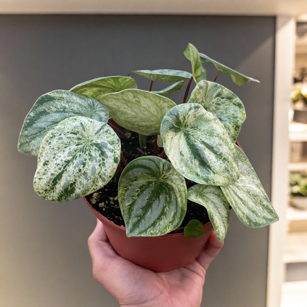 Peperomia 'Watermelon Variegated'