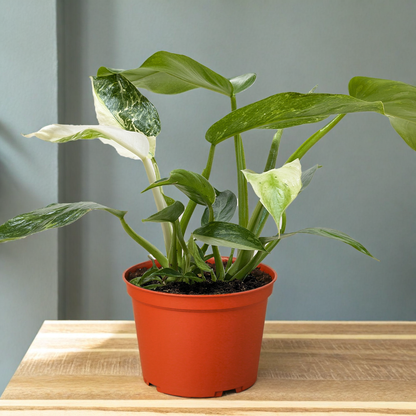 Philodendron Jose Bueno