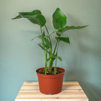 White Bird of Paradise 'Strelitzia Nicolai'