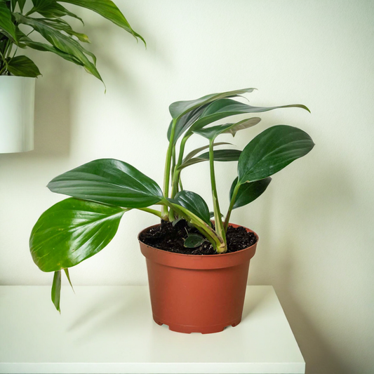 Philodendron 'Dragon Tail'