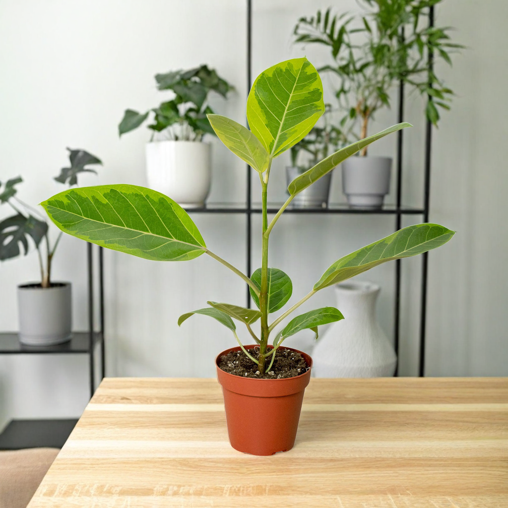 Ficus Altissima 'Yellow Gem'