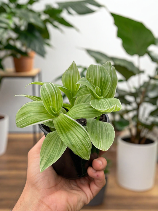 Tradescantia 'Sanna'