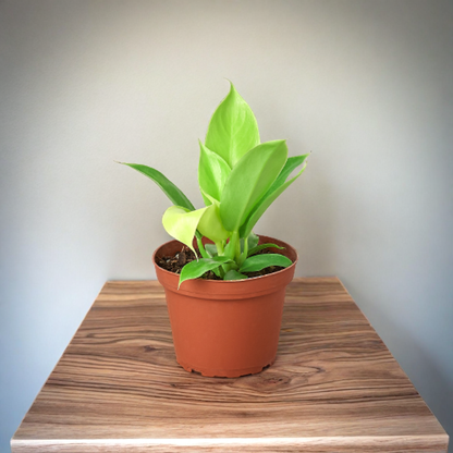 Philodendron 'Moonlight'