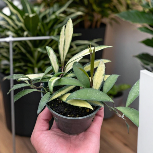 Hoya Wayetii Variegated
