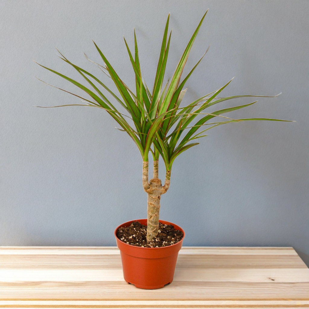 Dracaena Marginata Cane