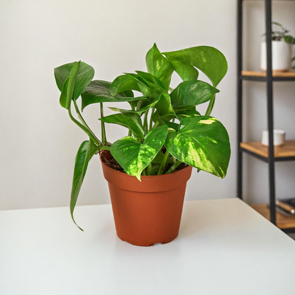 Pothos 'Golden'