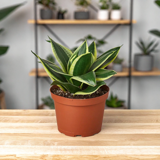 Snake Plant Black Gold