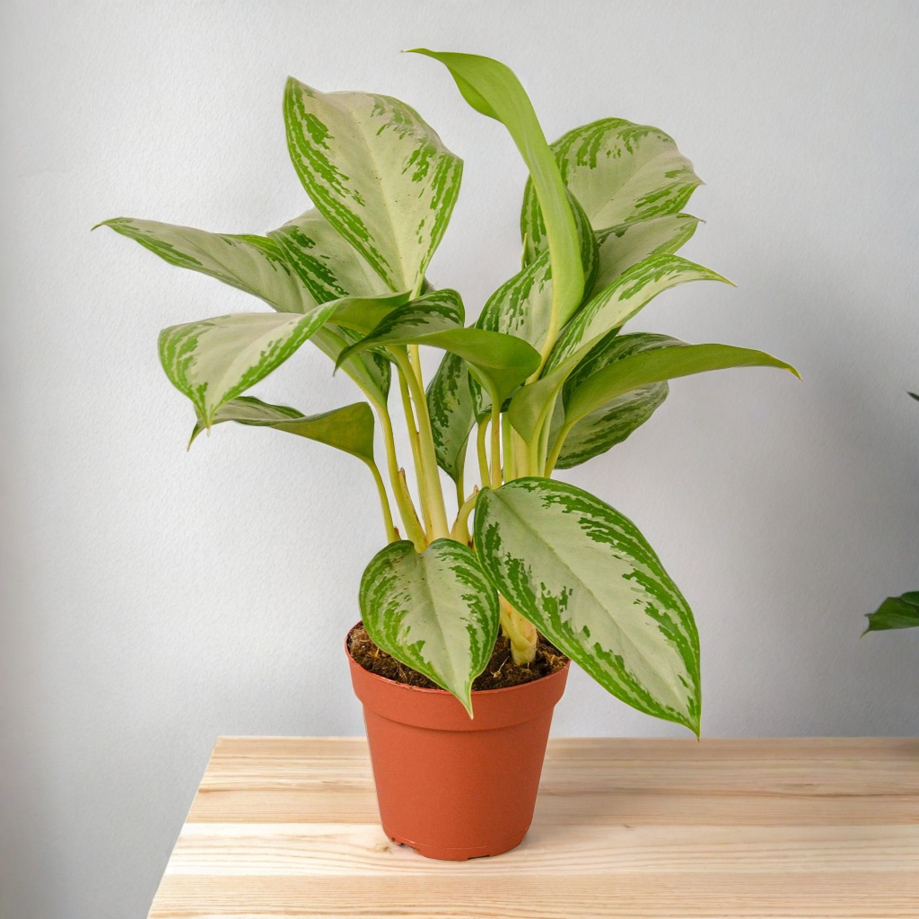 Chinese Evergreen 'Silver Bay'