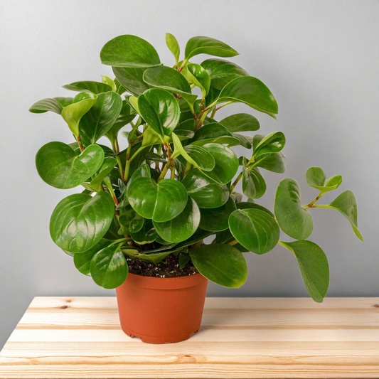 Peperomia Thailand