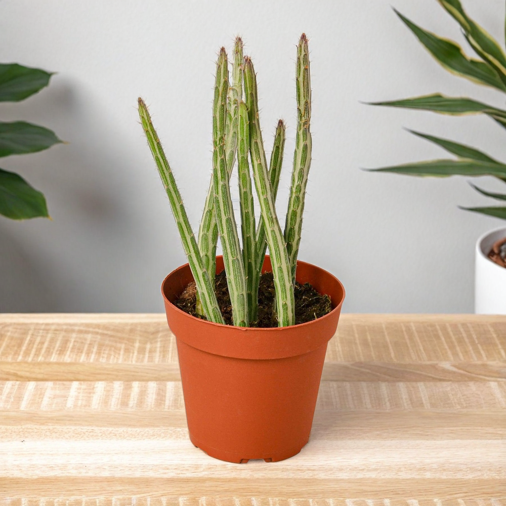Senecio Stapeliiformis Pickle Plant