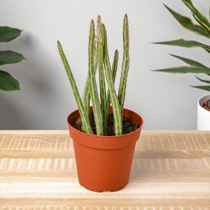 Senecio Stapeliiformis Pickle Plant