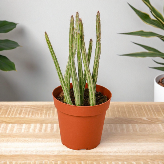 Senecio Stapeliiformis Pickle Plant