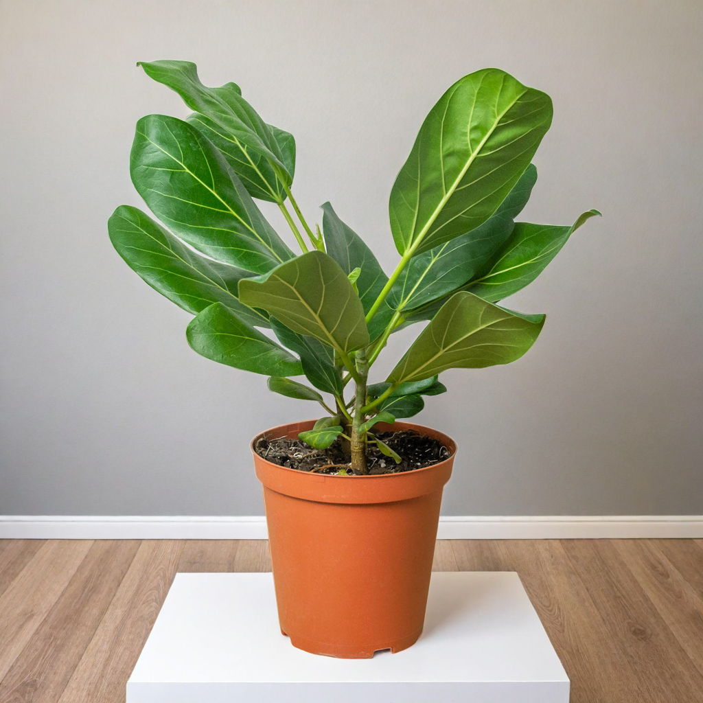 Ficus 'Audrey'