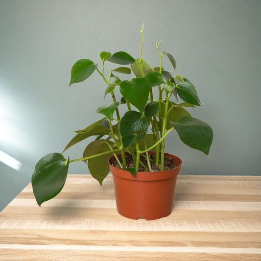 Peperomia 'Raindrop'