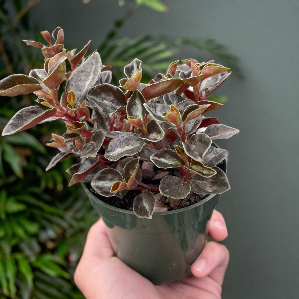 Peperomia 'Metallica'