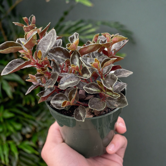 Peperomia 'Metallica'