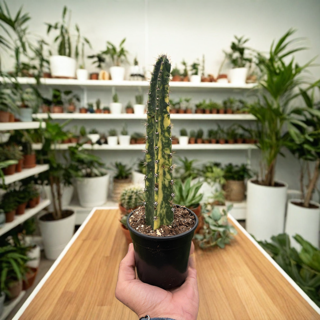 Variegated Blue Candle Cactus