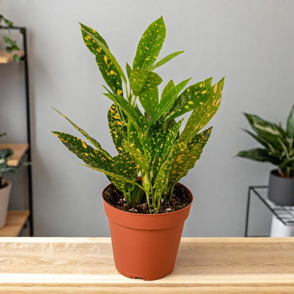 Croton 'Gold Dust'