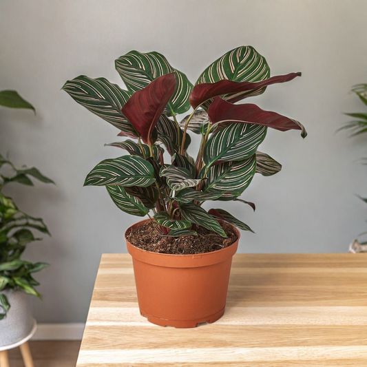 Calathea 'Ornata'