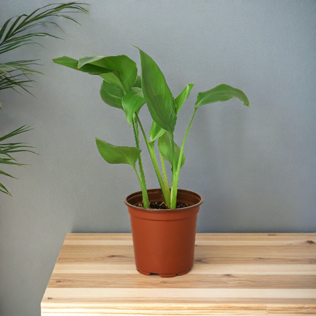 White Bird of Paradise 'Strelitzia Nicolai'