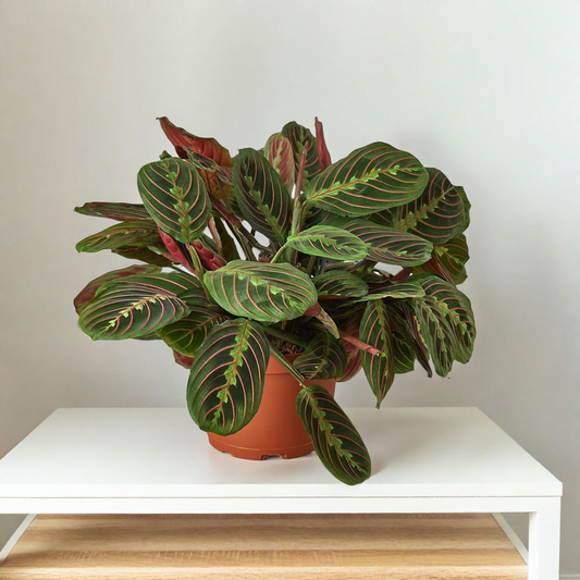 Maranta Red Prayer