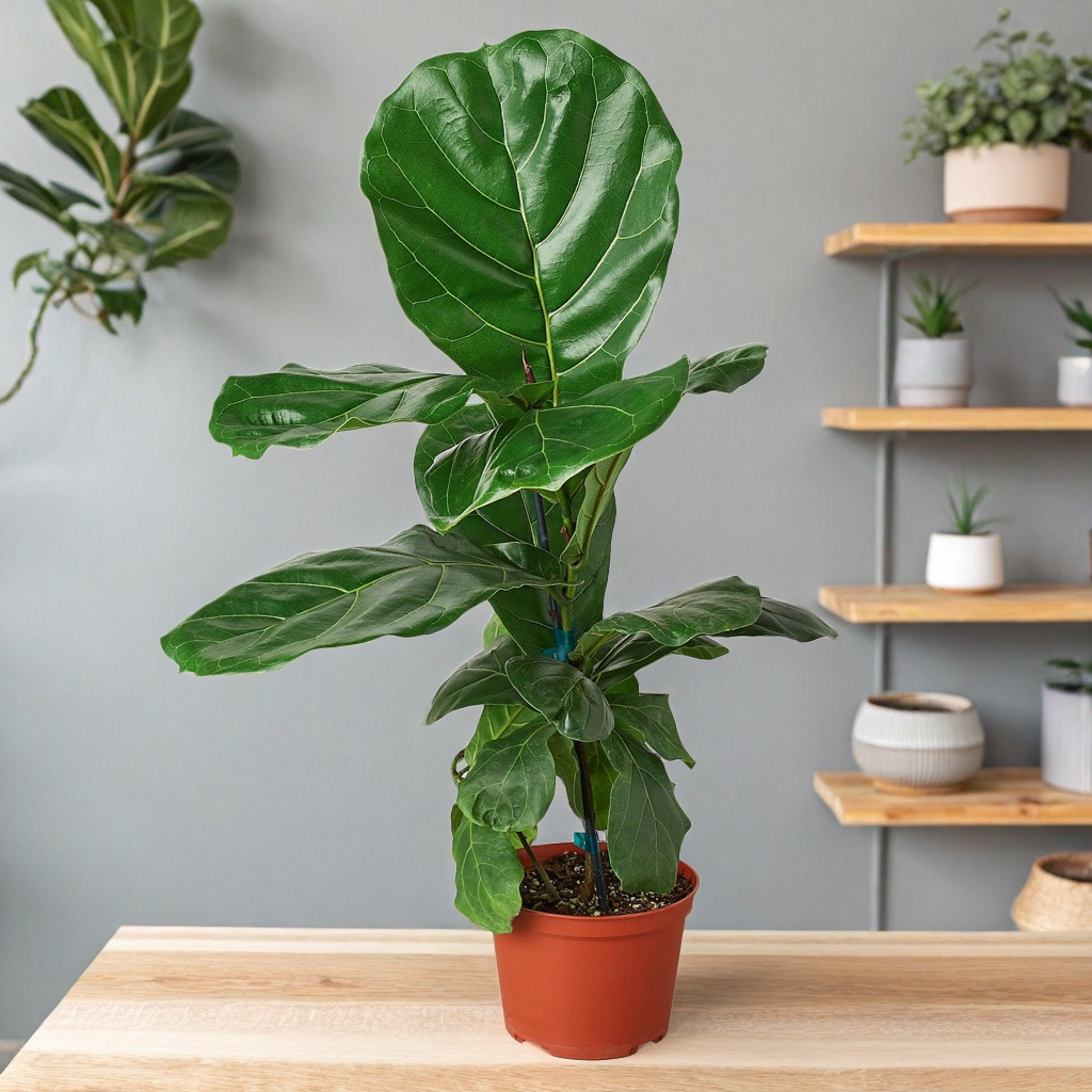 Ficus Lyrata 'Fiddle Leaf Fig'
