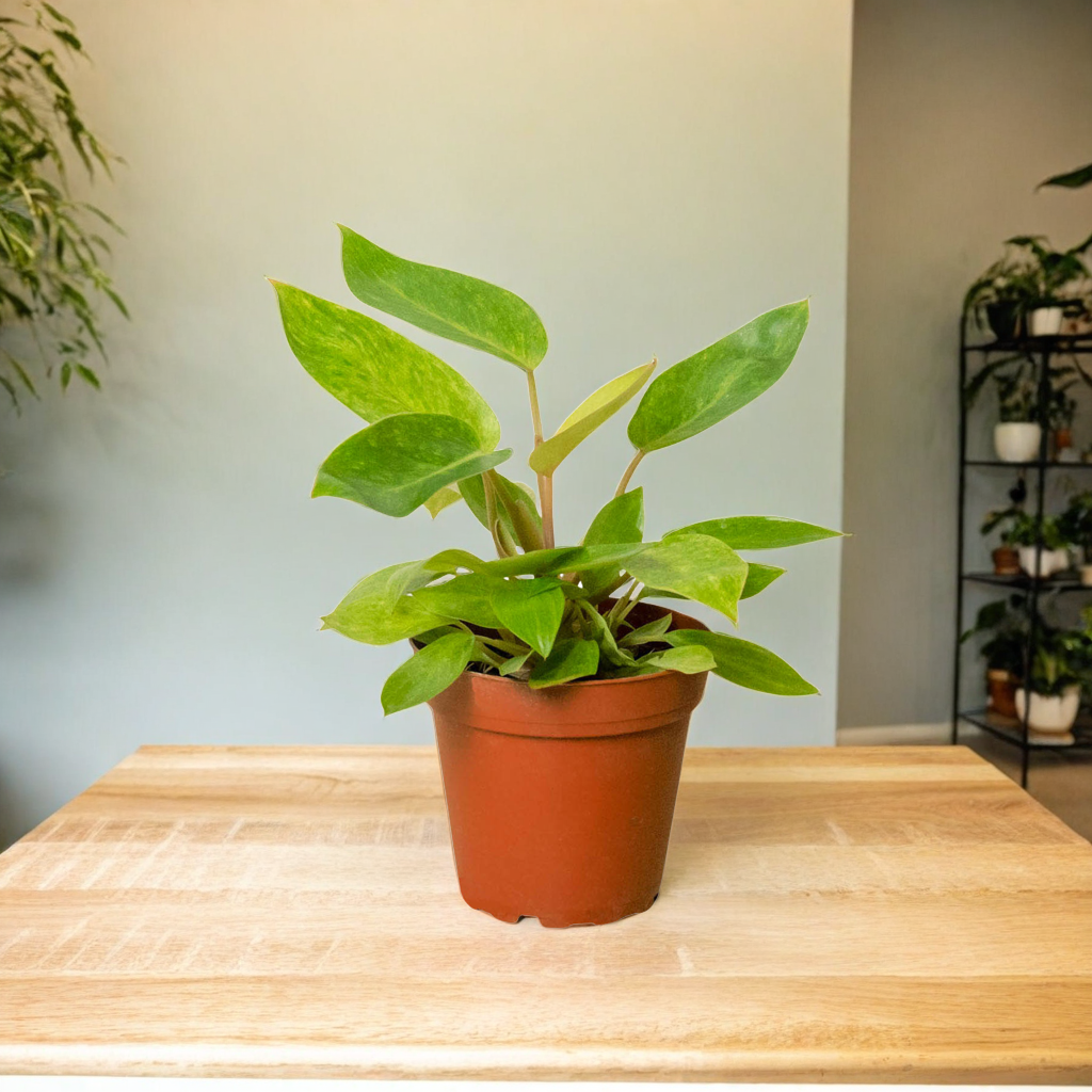 Philodendron 'Painted Lady'