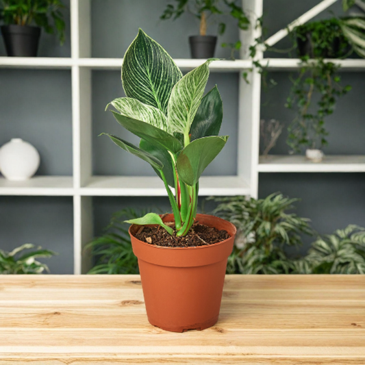 Philodendron 'Birkin'