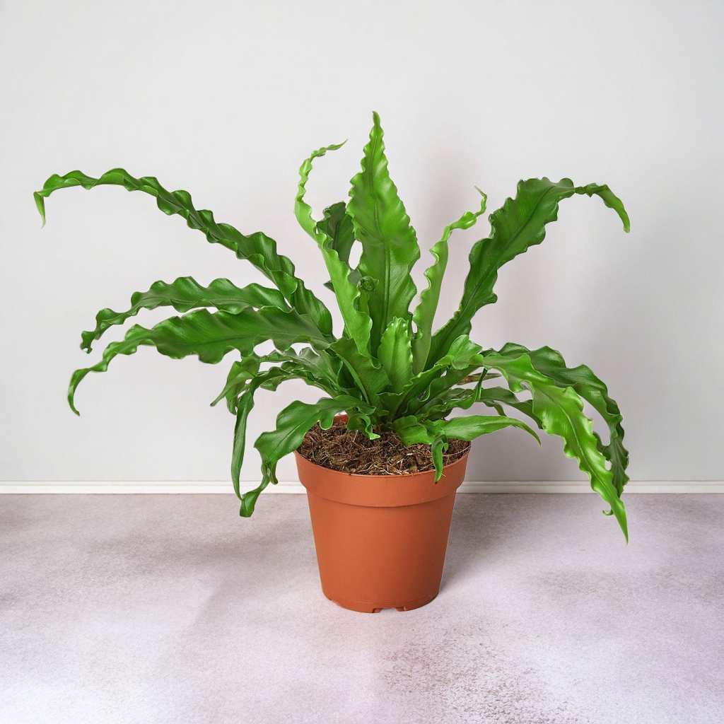 Bird’s Nest 'Victoria' Fern