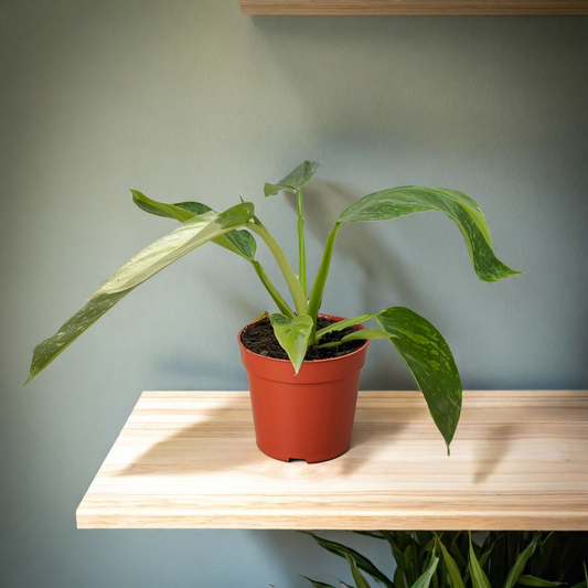 Philodendron Jose Bueno