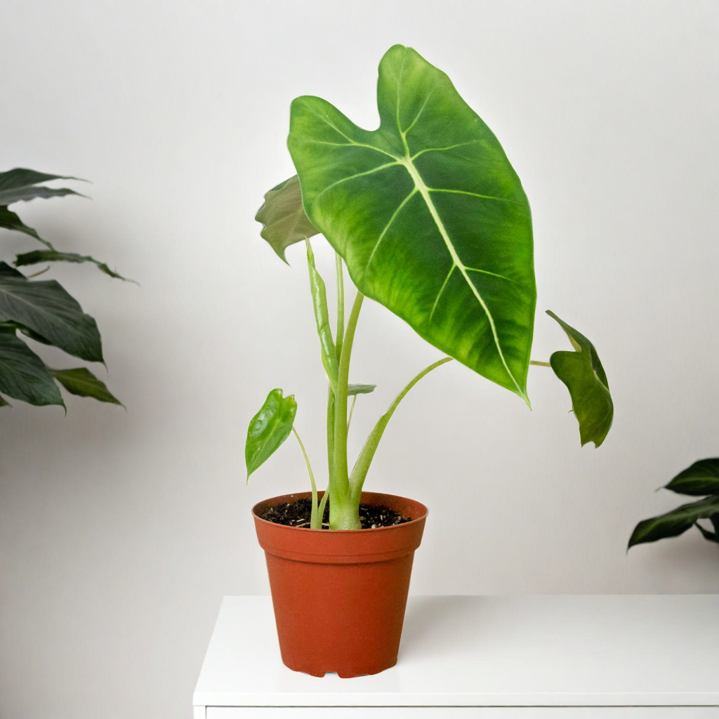 Alocasia Micholitziana 'Frydek'