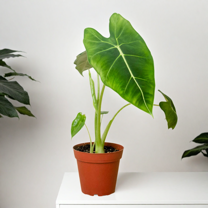 Alocasia Micholitziana 'Frydek'