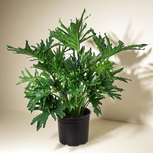 Philodendron ‘Lickety Split'
