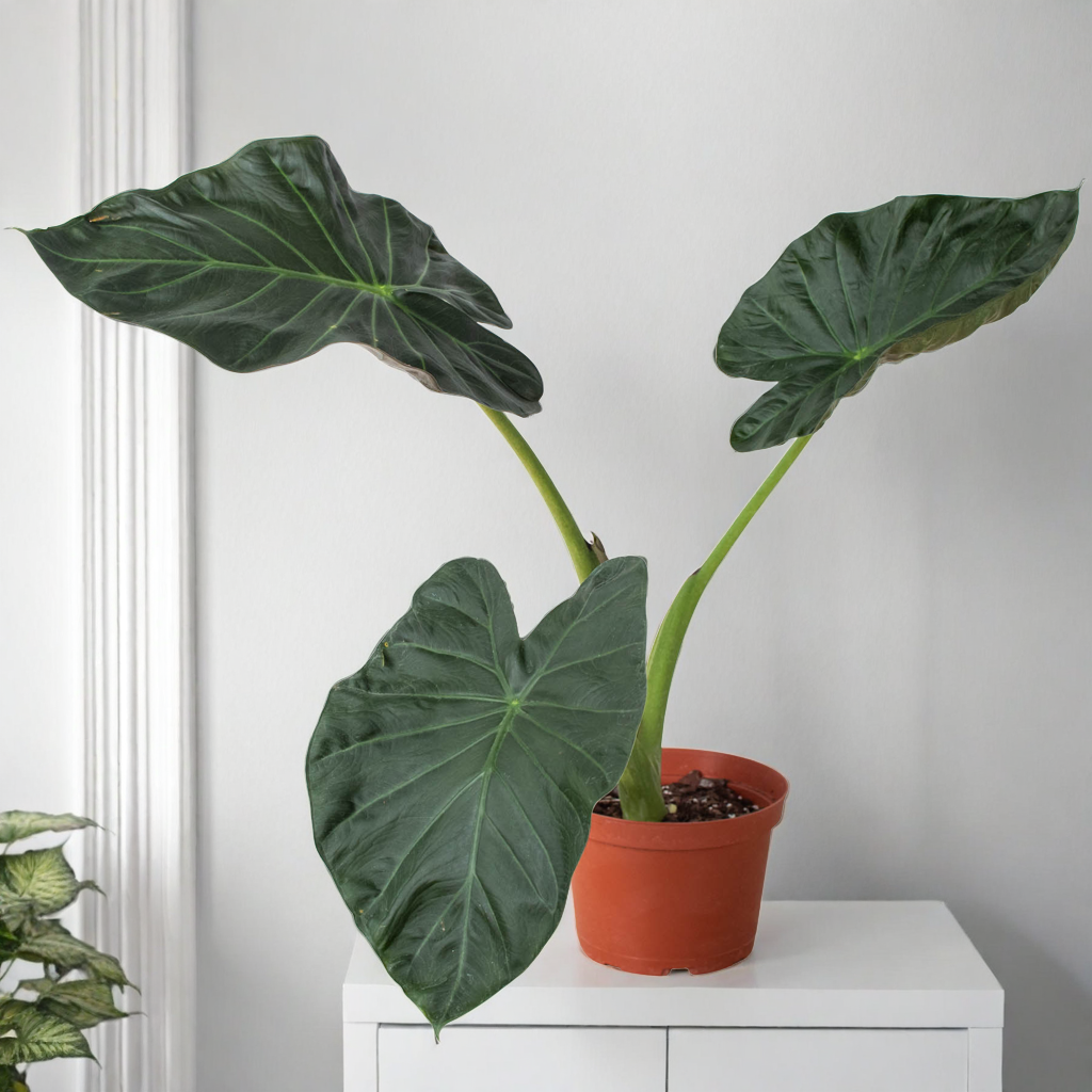 Alocasia 'Regal Shields'