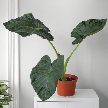 Alocasia 'Regal Shields'