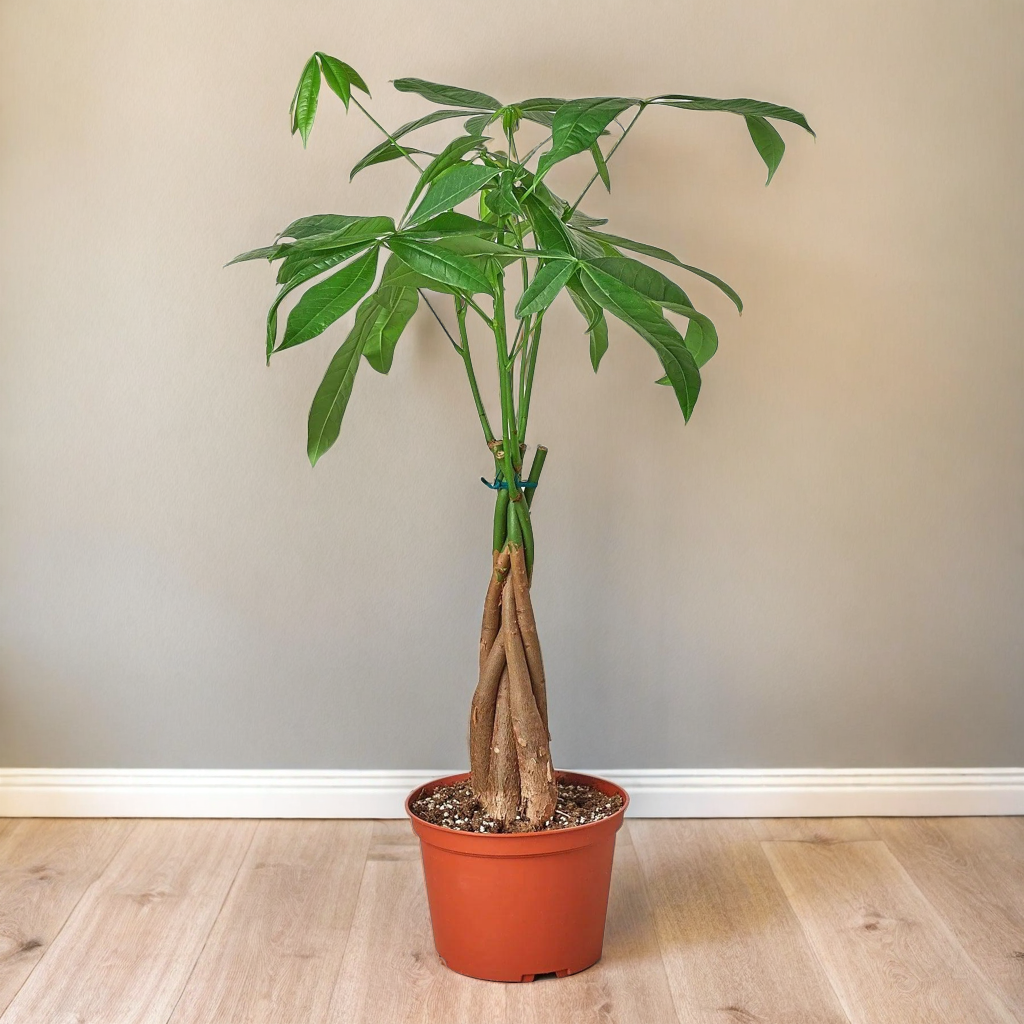 Money Tree 'Guiana Chestnut' Pachira Braid