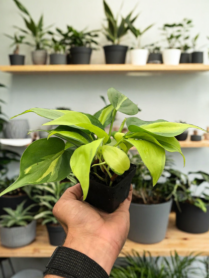 Philodendron 'Brasil'