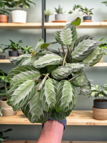 Maranta 'Silver Band'