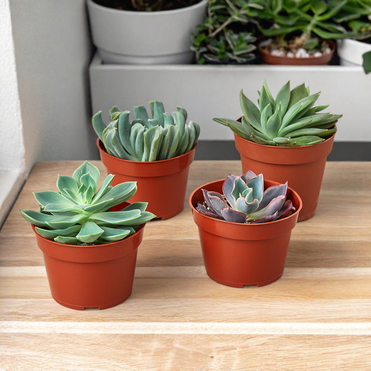 4 Echeveria Succulent Variety Pack - 4.0" Pot