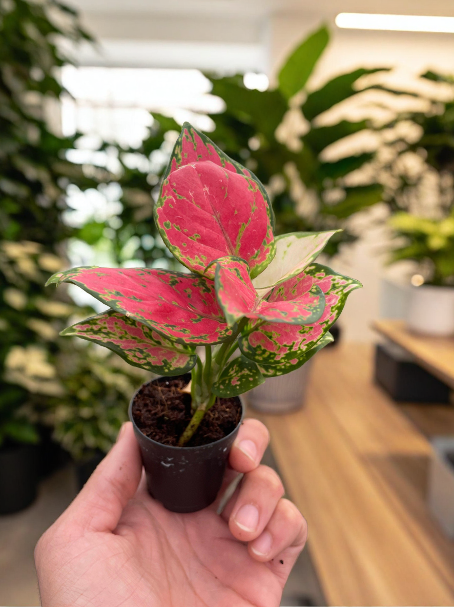 Chinese Evergreen 'Lady Valentine'
