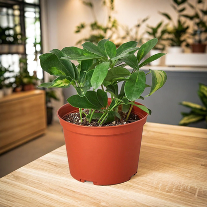 Schefflera Variegated