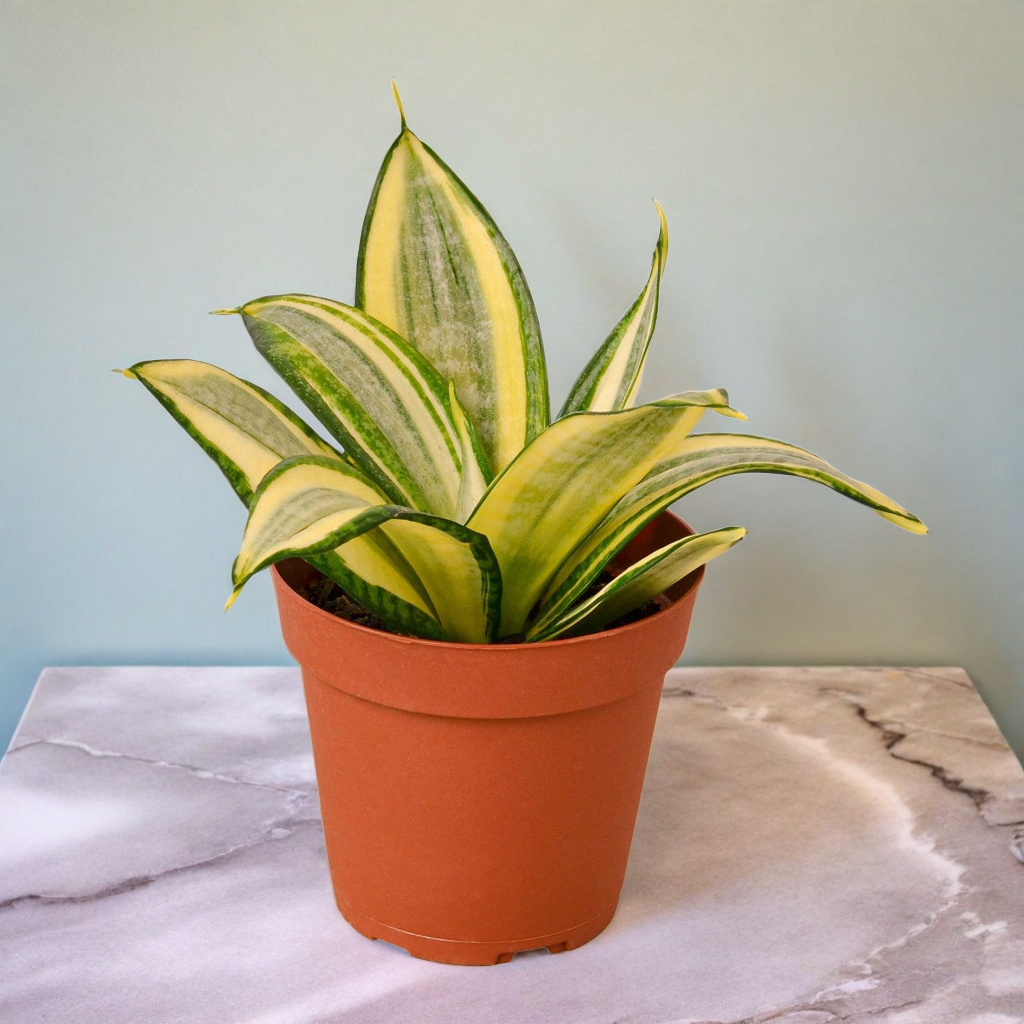 Snake Plant Gold Hahnii