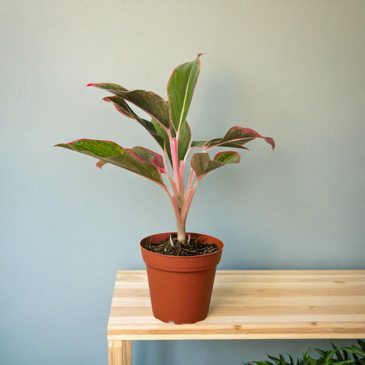 Chinese Evergreen 'Red Siam'