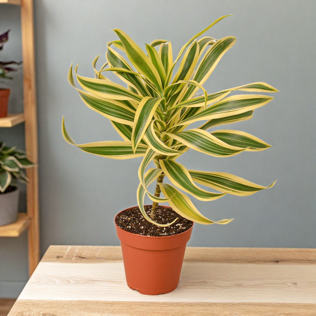 Dracaena 'Song of India'