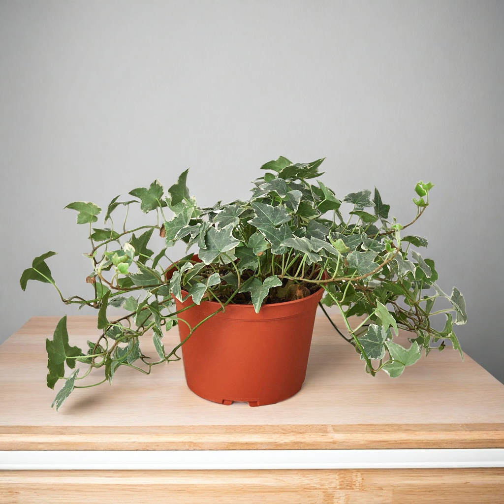 English Ivy 'Glacier'