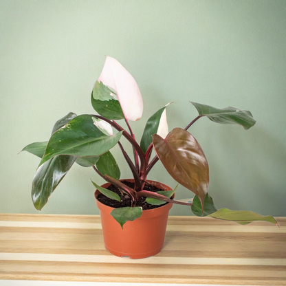 Philodendron 'Pink Princess'